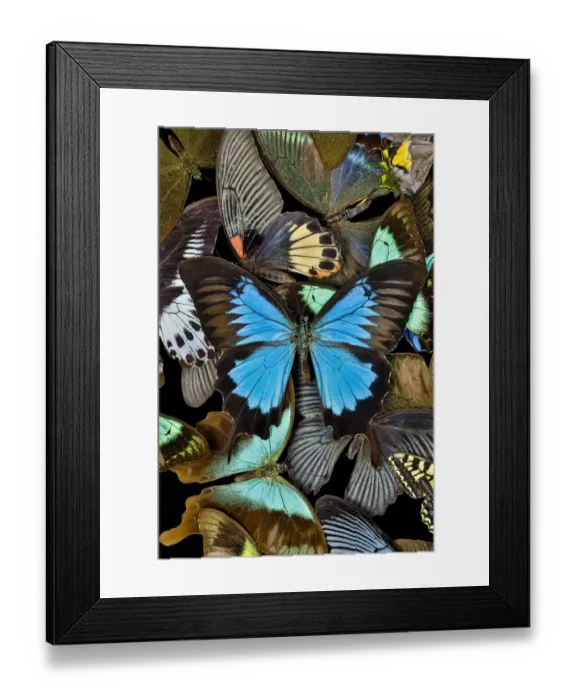 Framed Print : Butterflies grouped together to make pattern with mountain blue swallowtail, Sammamish Framed Print : Butterflies grouped together to make pattern with mountain blue swallowtail, Sammamish