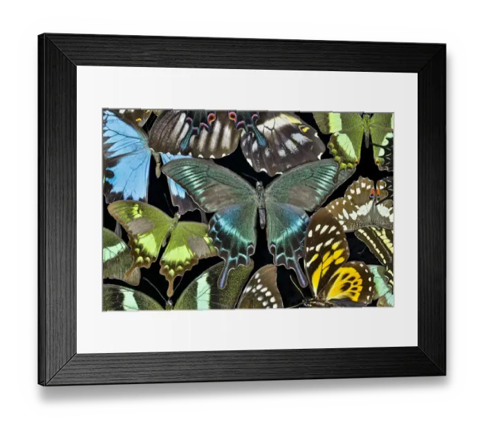 Framed Print : Butterflies grouped together to make pattern with Asian swallowtail Papilio bianor Framed Print : Butterflies grouped together to make pattern with Asian swallowtail Papilio bianor
