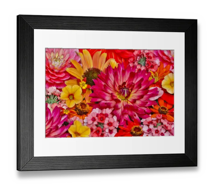 Framed Print : Flower pattern with large group of flowers, Sammamish, Washington State Framed Print : Flower pattern with large group of flowers, Sammamish, Washington State