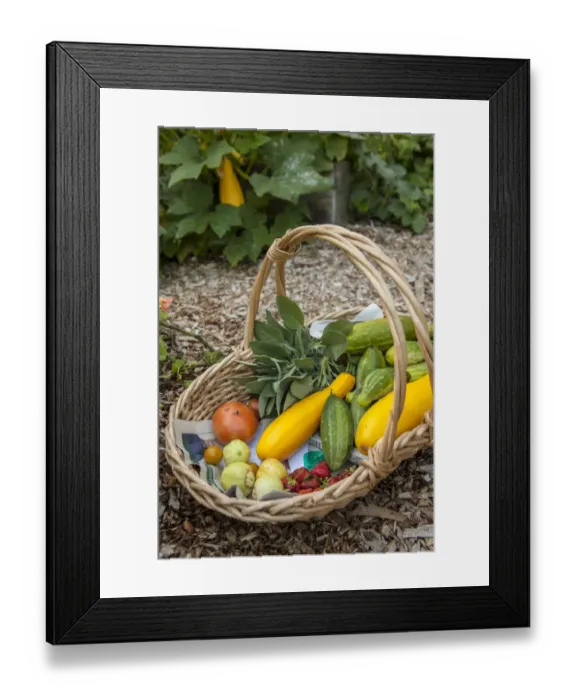 Framed Print : Issaquah, Washington State, USA. Basket of freshly harvested produce, including lemon