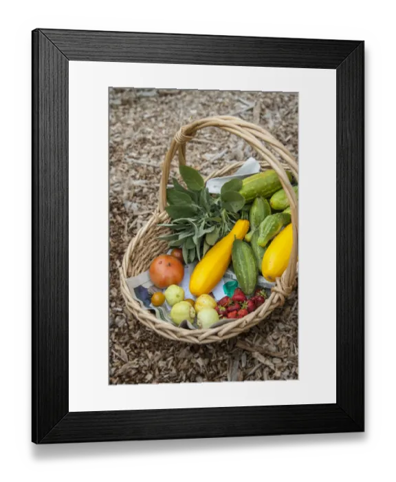 Framed Print : Issaquah, Washington State, USA. Basket of freshly harvested produce, including lemon Framed Print : Issaquah, Washington State, USA. Basket of freshly harvested produce, including lemon