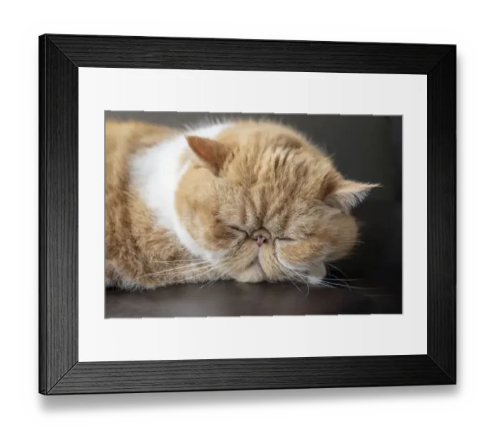 Framed Print : Portrait of a sleeping purebred exotic shorthair domestic cat Framed Print : Portrait of a sleeping purebred exotic shorthair domestic cat
