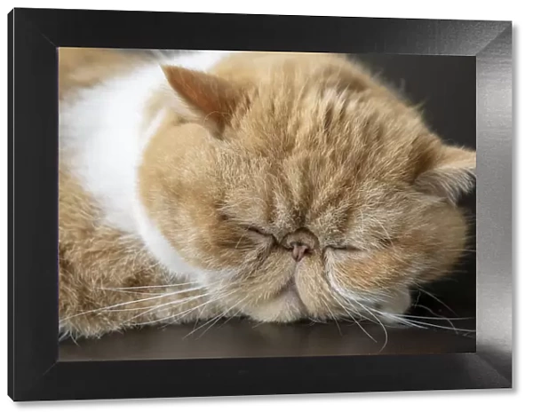 Portrait of a sleeping purebred exotic shorthair domestic cat