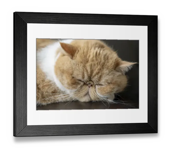Framed Print : Portrait of a sleeping purebred exotic shorthair domestic cat