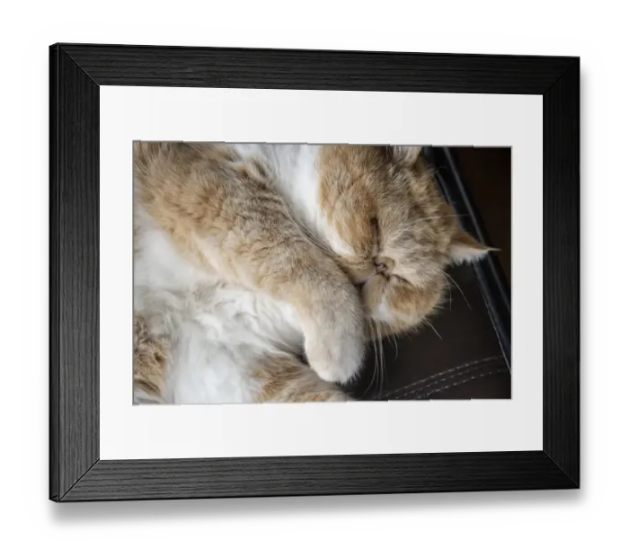 Framed Print : Portrait of a sleeping purebred exotic shorthair domestic cat. (PR) Framed Print : Portrait of a sleeping purebred exotic shorthair domestic cat. (PR)