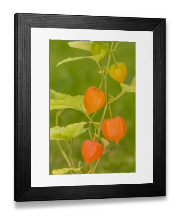 Framed Print : Issaquah, Washington State, USA. Bladder cherry (Physalis alkekengi) is easily identifiable Framed Print : Issaquah, Washington State, USA. Bladder cherry (Physalis alkekengi) is easily identifiable