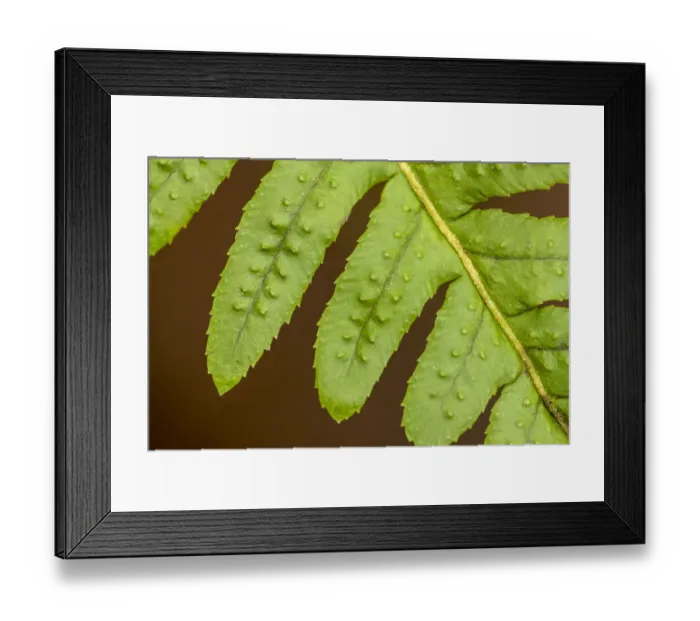 Framed Print : Licorice Fern close-up of leaflets, also known as many-footed fern Framed Print : Licorice Fern close-up of leaflets, also known as many-footed fern