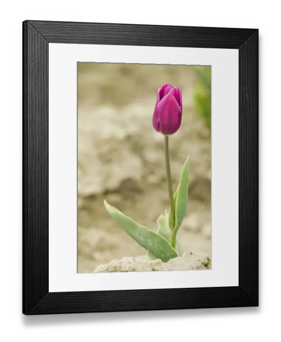 Framed Print : Mount Vernon, Washington State, USA. Single purple tulip growing