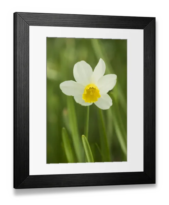 Framed Print : Mount Vernon, Washington State, USA. Jack Snipe daffodil growing