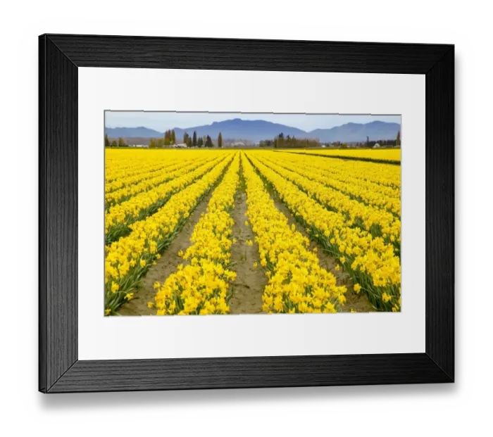 Framed Print : Mount Vernon, Washington State, USA. Field of yellow daffodils Framed Print : Mount Vernon, Washington State, USA. Field of yellow daffodils