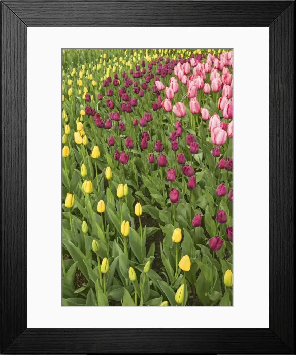 Framed Print : Washington State, USA. Yellow, purple and pink tulips growing in rows Framed Print : Washington State, USA. Yellow, purple and pink tulips growing in rows