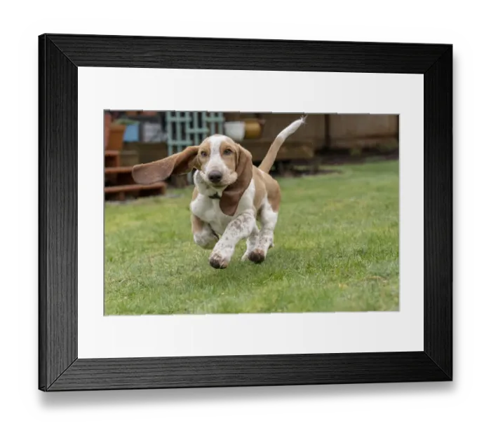 Framed Print : Renton, Washington State, USA. Five month old Basset Hound puppy running in his wet yard