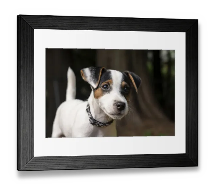 Framed Print : Issaquah, USA. Two month old Jack Russell Terrier outdoor portrait. (PR) Framed Print : Issaquah, USA. Two month old Jack Russell Terrier outdoor portrait. (PR)