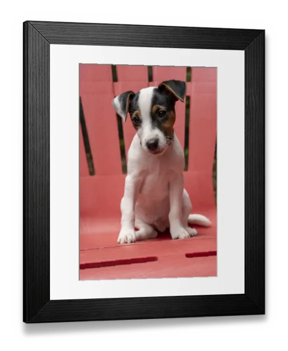 Framed Print : Issaquah, USA. Two month old Jack Russell Terrier sitting on a plastic patio chair. (PR) Framed Print : Issaquah, USA. Two month old Jack Russell Terrier sitting on a plastic patio chair. (PR)