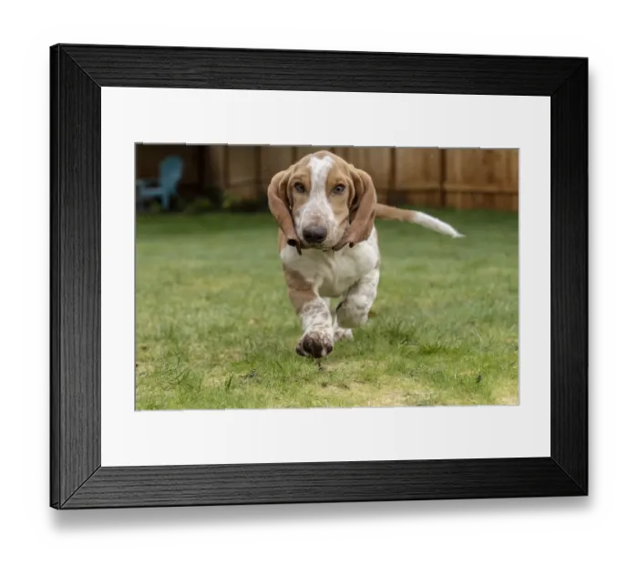 Framed Print : Renton, Washington State, USA. Five month old Basset Hound puppy running in his wet yard Framed Print : Renton, Washington State, USA. Five month old Basset Hound puppy running in his wet yard