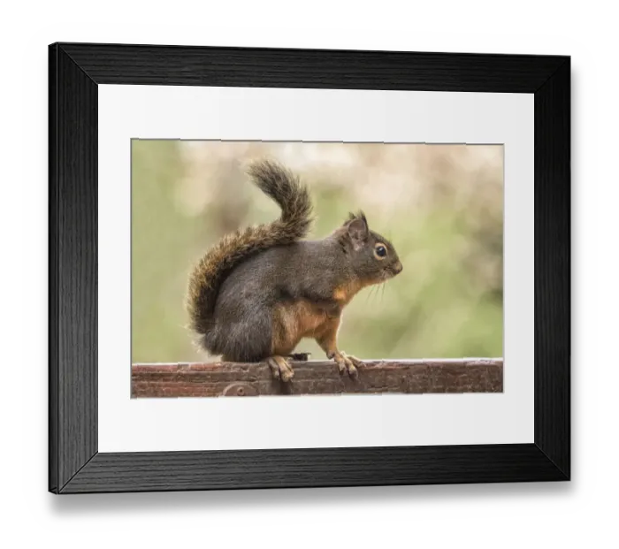 Framed Print : Issaquah, Washington State, USA. Douglas squirrel resting on the back of a wooden bench Framed Print : Issaquah, Washington State, USA. Douglas squirrel resting on the back of a wooden bench
