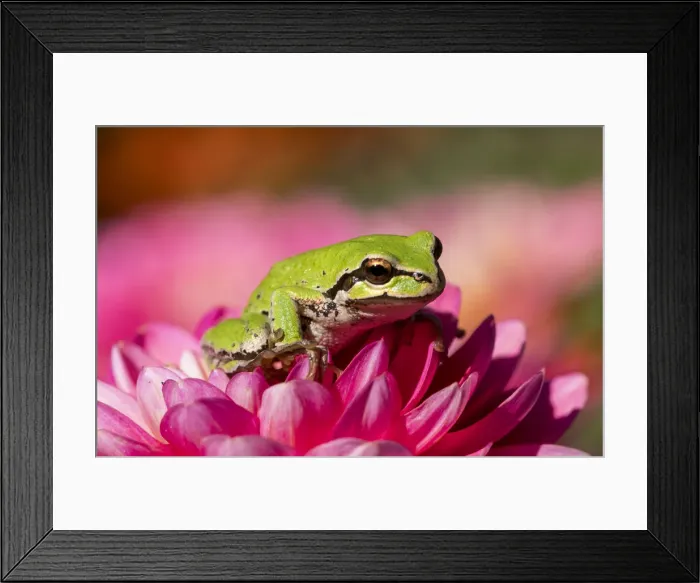 Framed Print : Pacific green tree frog on dahlia Framed Print : Pacific green tree frog on dahlia