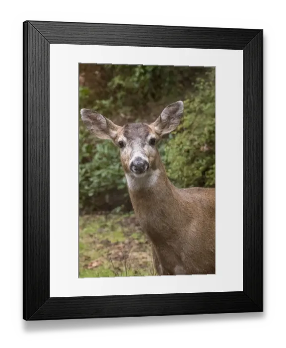 Framed Print : Issaquah, Washington State, USA. Male mule deer with antlers just barely visible in Framed Print : Issaquah, Washington State, USA. Male mule deer with antlers just barely visible in