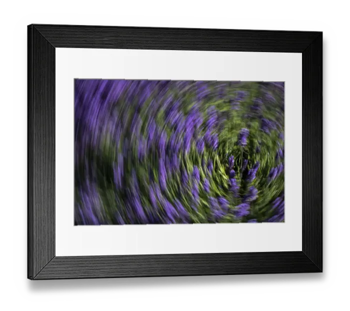 Framed Print : Abstract of lavender Framed Print : Abstract of lavender