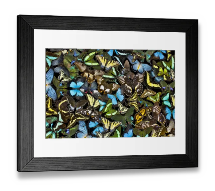 Framed Print : Butterflies grouped together to make pattern, Sammamish, Washington State Framed Print : Butterflies grouped together to make pattern, Sammamish, Washington State