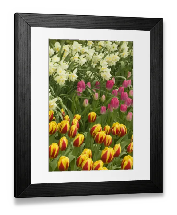 Framed Print : Mount Vernon, Washington State, USA. Tulips and daffodils growing Framed Print : Mount Vernon, Washington State, USA. Tulips and daffodils growing