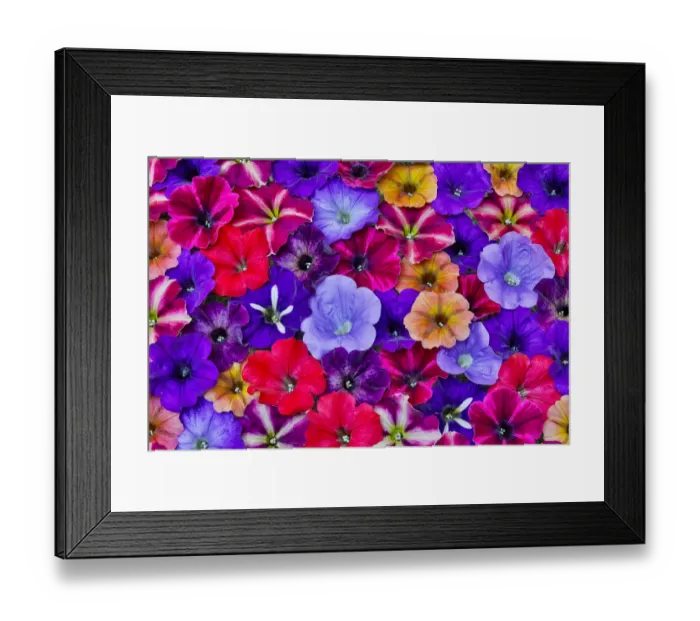 Framed Print : Variety of Petunia flowers in pattern, Sammamish, Washington State Framed Print : Variety of Petunia flowers in pattern, Sammamish, Washington State