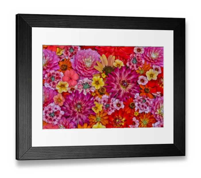 Framed Print : Flower pattern with large group of flowers, Sammamish, Washington State Framed Print : Flower pattern with large group of flowers, Sammamish, Washington State