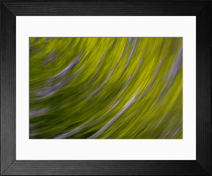 Framed Print : USA, Washington State. Plant abstract Framed Print : USA, Washington State. Plant abstract