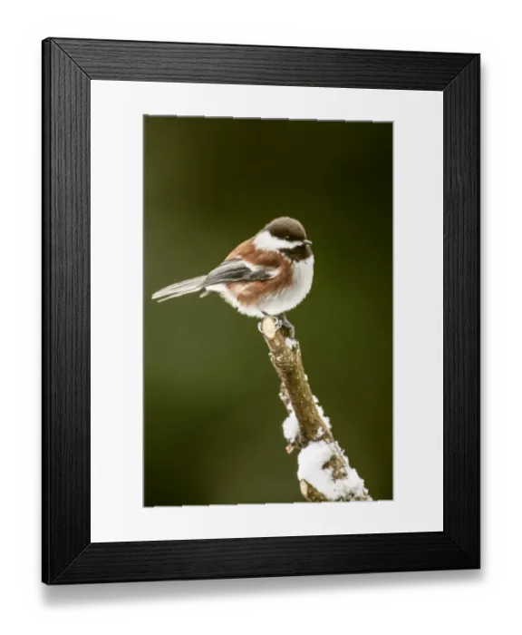 Framed Print : Issaquah, Washington State, USA. Chestnut-backed chickadee perched on newly-pruned Framed Print : Issaquah, Washington State, USA. Chestnut-backed chickadee perched on newly-pruned