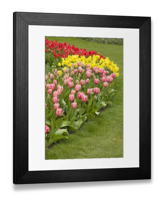 Framed Print : Mount Vernon, Washington State, USA. Curved row of tulips and daffodils, with foreground