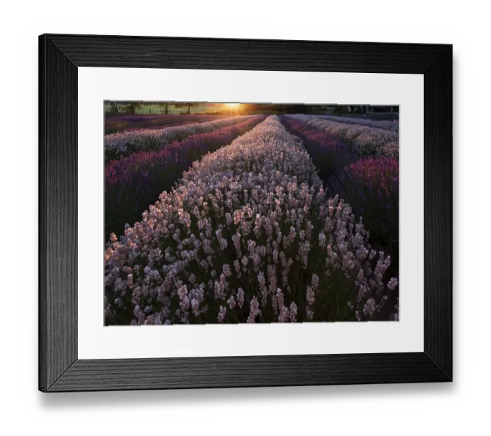 Framed Print : USA, Washington State. Rows of lavender Framed Print : USA, Washington State. Rows of lavender