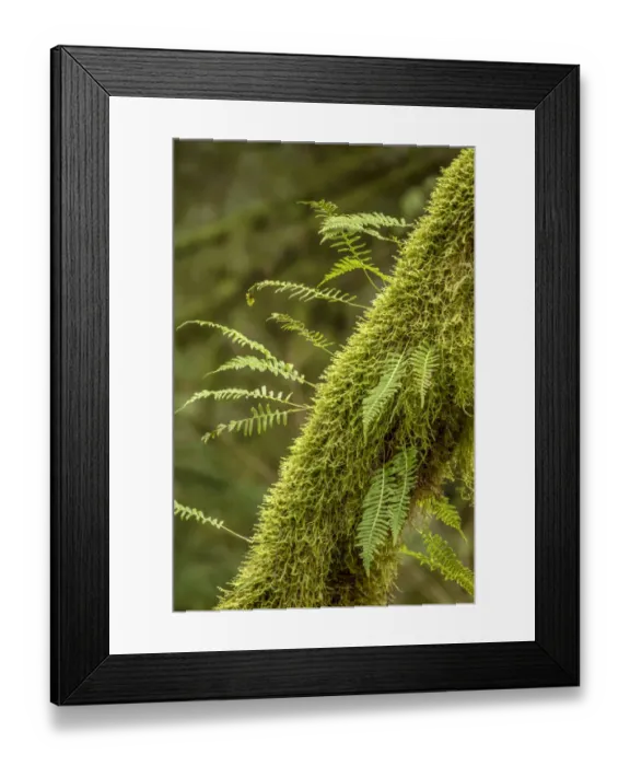 Framed Print : Hobart, Washington State, USA. Moss-covered tree with licorice ferns growing out of it