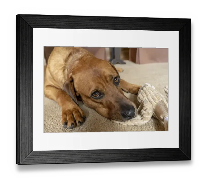 Framed Print : Red Fox (or Fox red) Labrador reclining on the floor, chewing his stuffed duck toy. (PR)