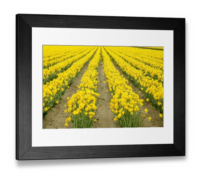 Framed Print : Mount Vernon, Washington State, USA. Field of yellow daffodils Framed Print : Mount Vernon, Washington State, USA. Field of yellow daffodils