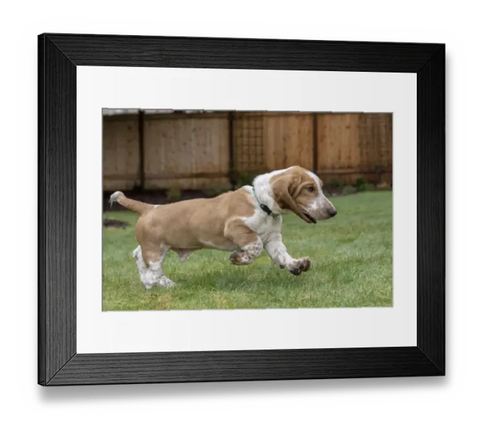 Framed Print : Renton, Washington State, USA. Five month old Basset Hound puppy running in his yard Framed Print : Renton, Washington State, USA. Five month old Basset Hound puppy running in his yard