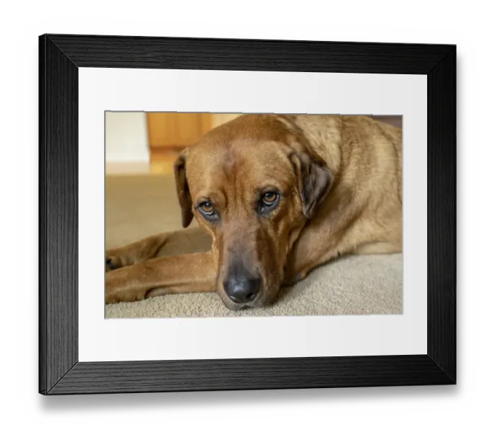 Framed Print : Portrait of a Red Fox (or Fox red) Labrador lying on the floor. (PR)