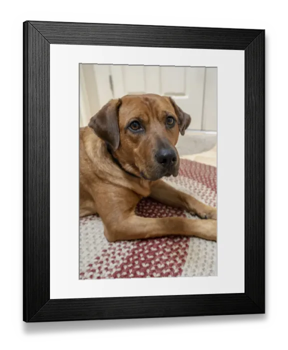 Framed Print : Portrait of a Red Fox (or Fox red) Labrador lying on the floor. (PR) Framed Print : Portrait of a Red Fox (or Fox red) Labrador lying on the floor. (PR)