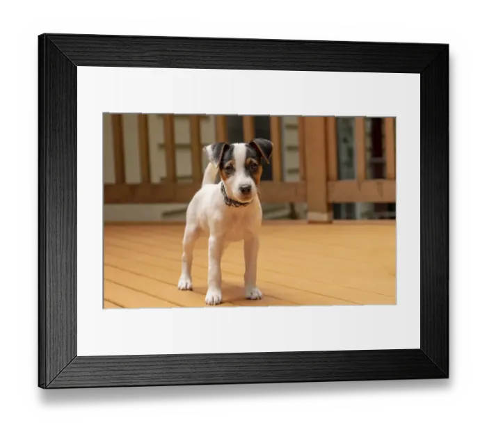 Framed Print : Issaquah, USA. Two month old Jack Russell Terrier standing on his deck. (PR)