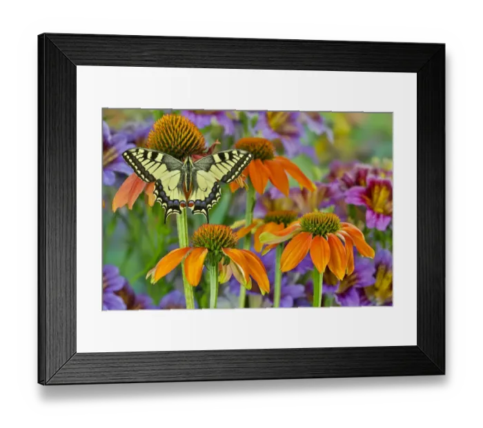 Framed Print : Old World swallowtail buttery on orange coneflowers and painted tongue