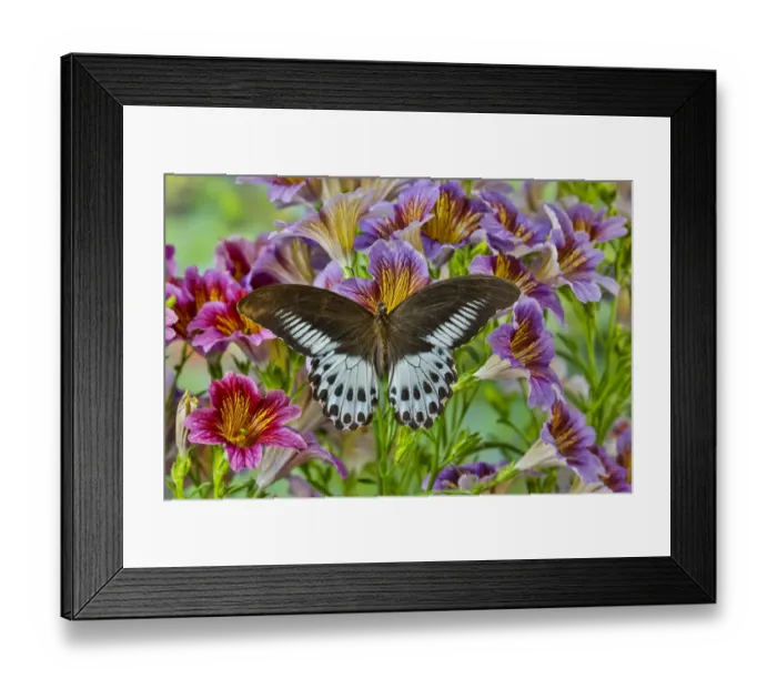 Framed Print : Papilio polymnestor tropical butterfly on painted tongue flowers Framed Print : Papilio polymnestor tropical butterfly on painted tongue flowers