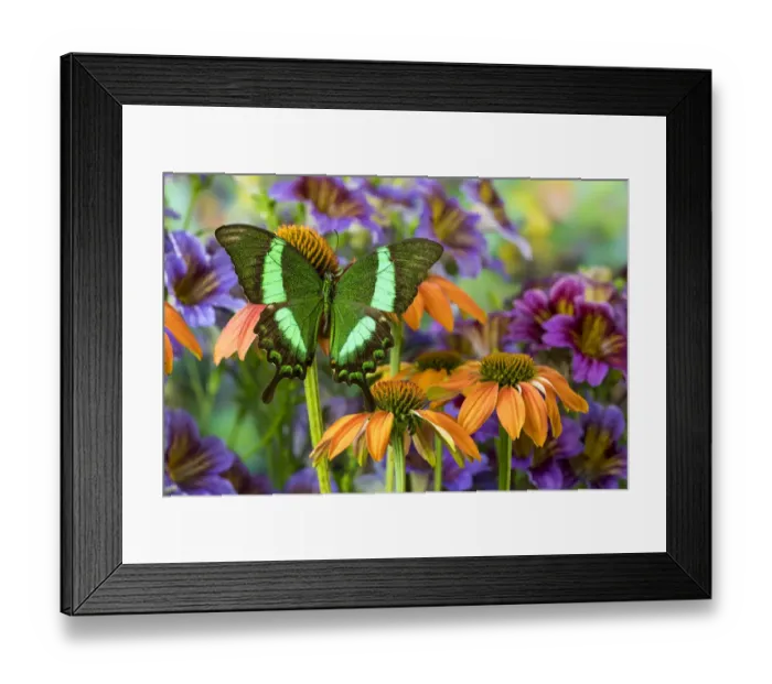 Framed Print : Green swallowtail butterfly, Papilio palinurus daedelus on orange coneflowers Framed Print : Green swallowtail butterfly, Papilio palinurus daedelus on orange coneflowers