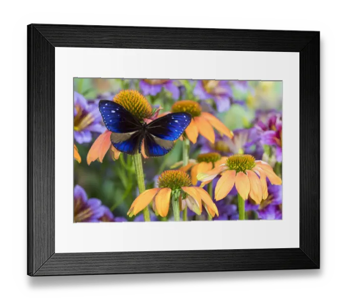 Framed Print : Beautiful blue butterfly, Euploea mulciber subvisaya on orange coneflowers and painted Framed Print : Beautiful blue butterfly, Euploea mulciber subvisaya on orange coneflowers and painted