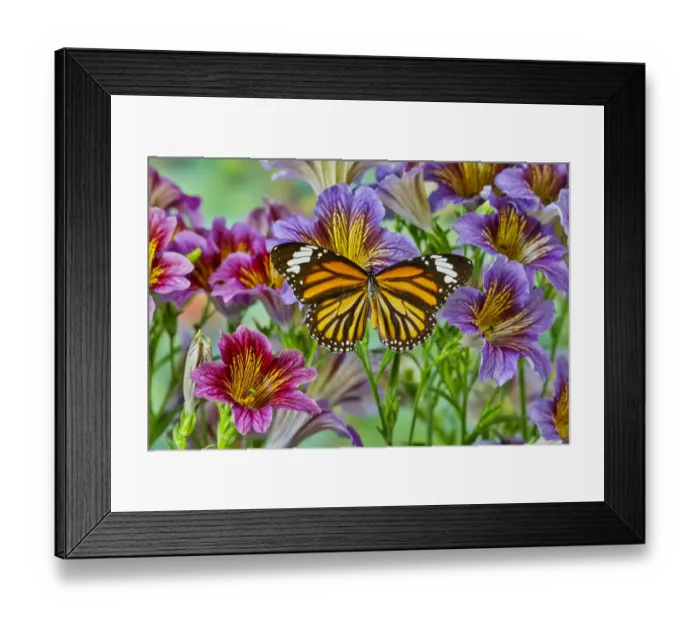 Framed Print : North American butterfly the monarch on purple painted tongue flowers