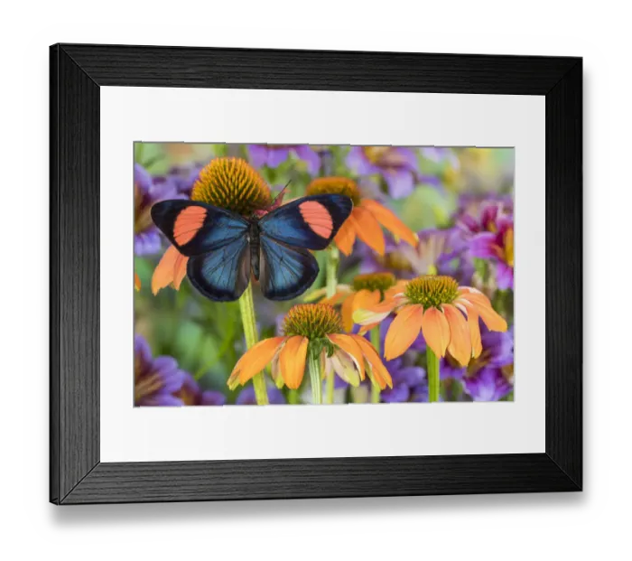 Framed Print : Tropical butterfly, hypochlora, wings out on orange coneflowers Framed Print : Tropical butterfly, hypochlora, wings out on orange coneflowers