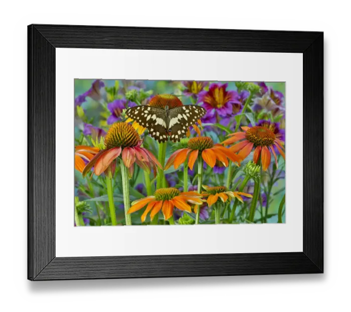 Framed Print : Orchard butterfly, Papilio demodocus on coneflower
