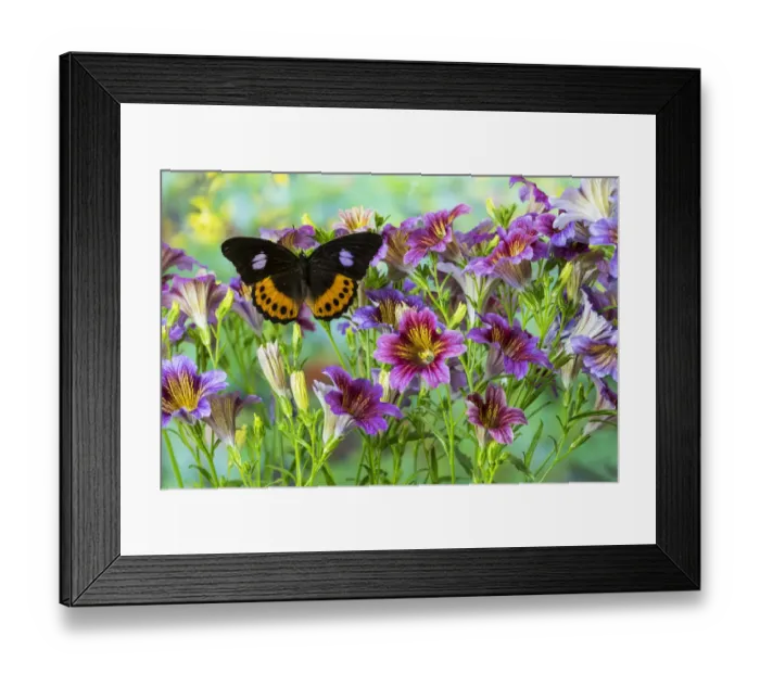 Framed Print : Orange, black, lilac tropical butterfly, Hypolimnas pandarus pandora, with large group Framed Print : Orange, black, lilac tropical butterfly, Hypolimnas pandarus pandora, with large group