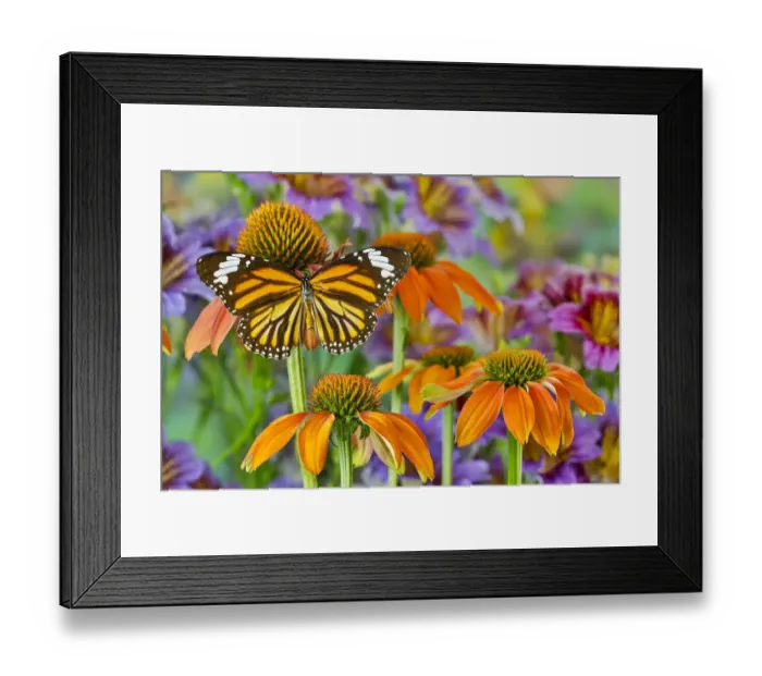 Framed Print : Monarch butterfly on orange coneflowers and painted tongue Framed Print : Monarch butterfly on orange coneflowers and painted tongue