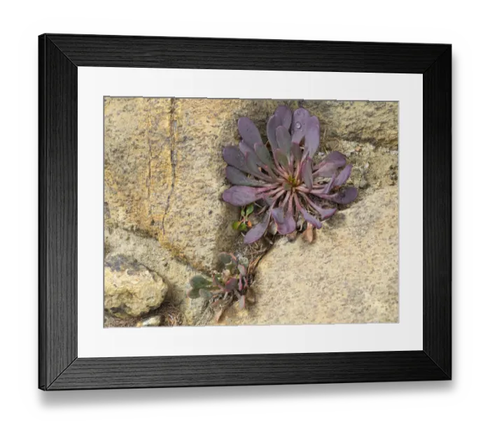 Framed Print : USA, Washington State. Alpine Lakes Wilderness, Stuart Range, Alpine Spring Beauty Framed Print : USA, Washington State. Alpine Lakes Wilderness, Stuart Range, Alpine Spring Beauty
