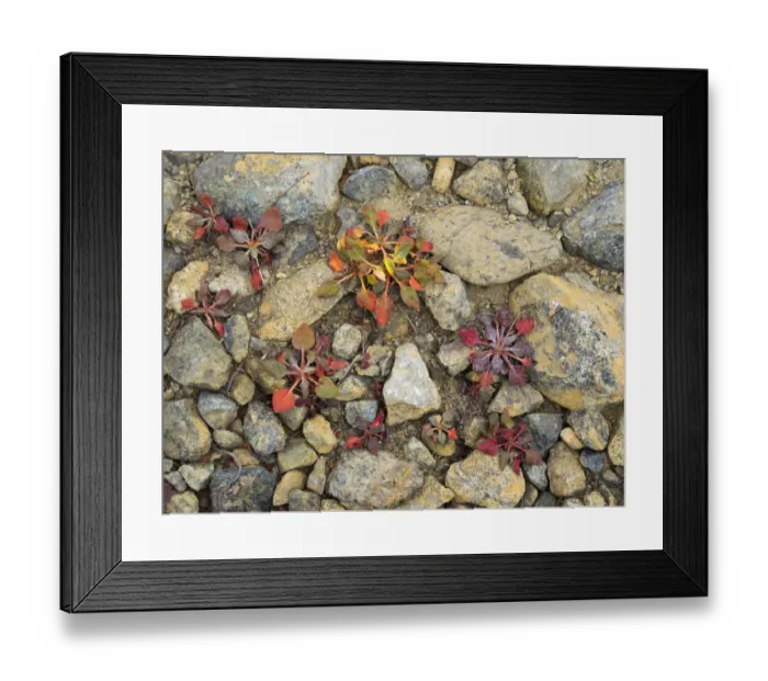 Framed Print : USA, Washington State. Alpine Lakes Wilderness, Stuart Range, Wild Buckwheat Framed Print : USA, Washington State. Alpine Lakes Wilderness, Stuart Range, Wild Buckwheat