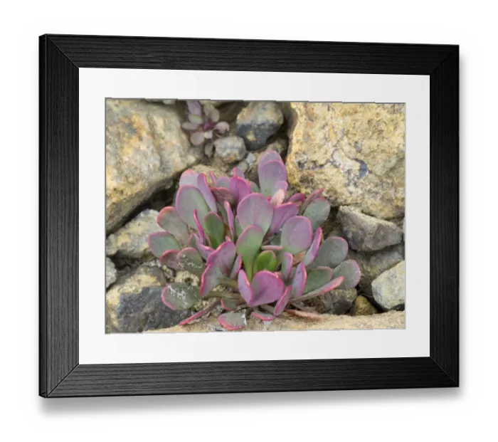 Framed Print : USA, Washington State. Alpine Lakes Wilderness, Stuart Range, Alpine Spring Beauty Framed Print : USA, Washington State. Alpine Lakes Wilderness, Stuart Range, Alpine Spring Beauty